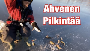 Ahvenen pilkintää merellä