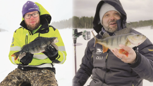 Ahvenen pilkintää isolla järvellä