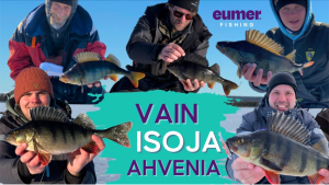 Suurahvenen pilkintää Ruotsin lapissa