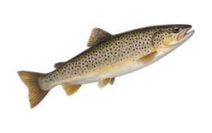 Taimenta