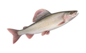Harjusta