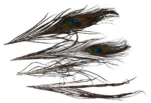 Eumer Peacock full large natural