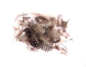 Classic Strung guinea feathers