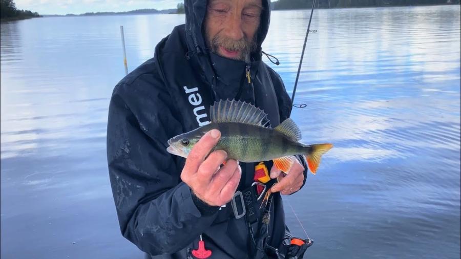 Mistä ahvenet löytyvät?