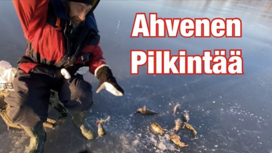Ahvenen pilkintää merellä