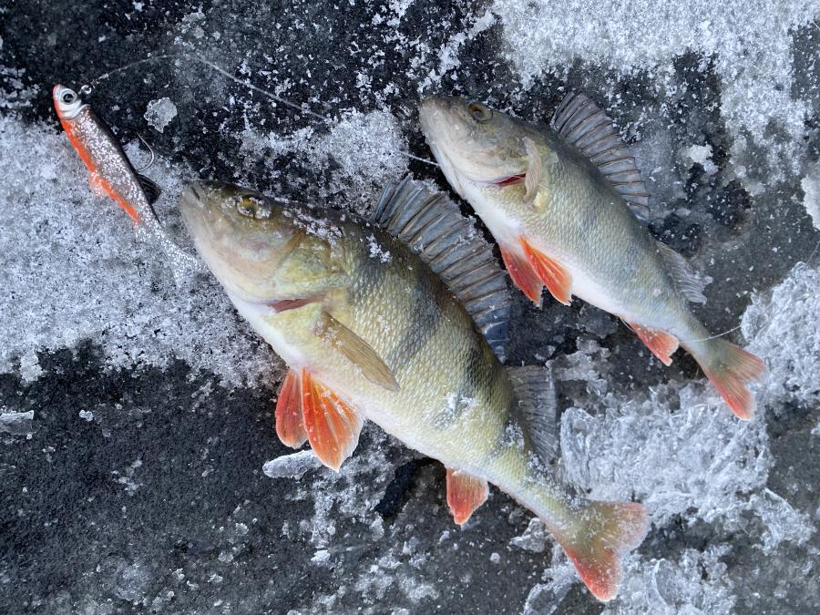 Ahvenen pilkintää matalasta
