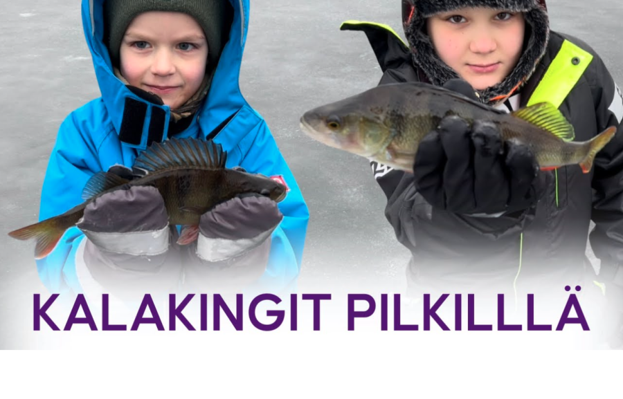 Kalakingit oppivat ahvenen pilkinnän salat 