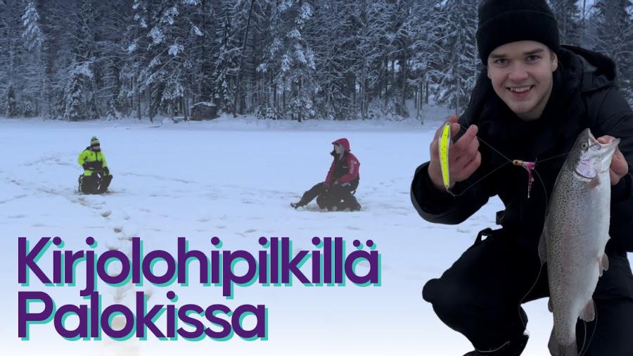 Kirjolohen pilkintä Palokin lohilammilla