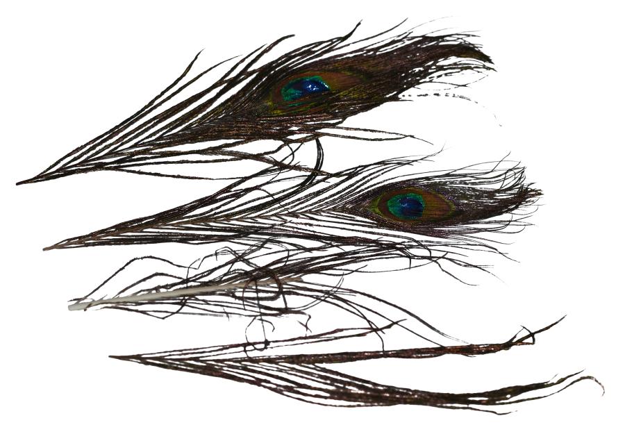 Eumer Peacock full large natural
