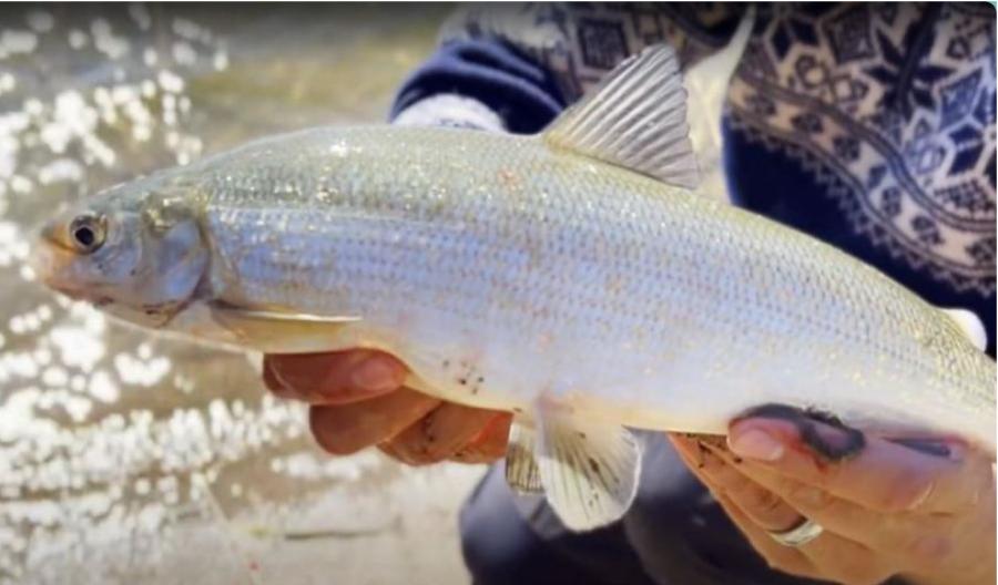 Tips for whitefish bottom fishing